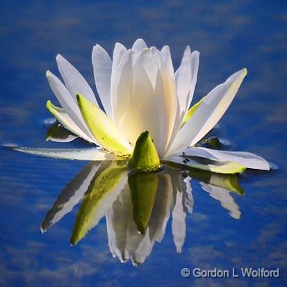Backlit Water Lily_54181.jpg - Photographed at Ottawa, Ontario, Canada.
